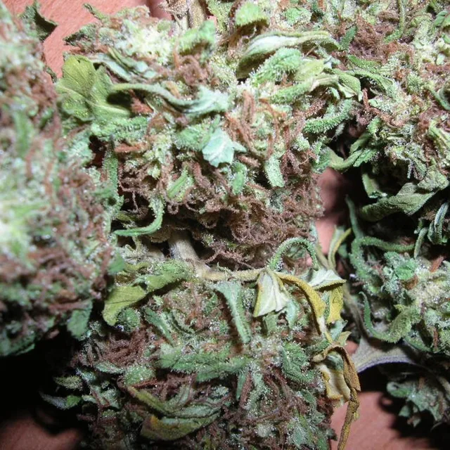 CBD-Blüten Amnesia Haze