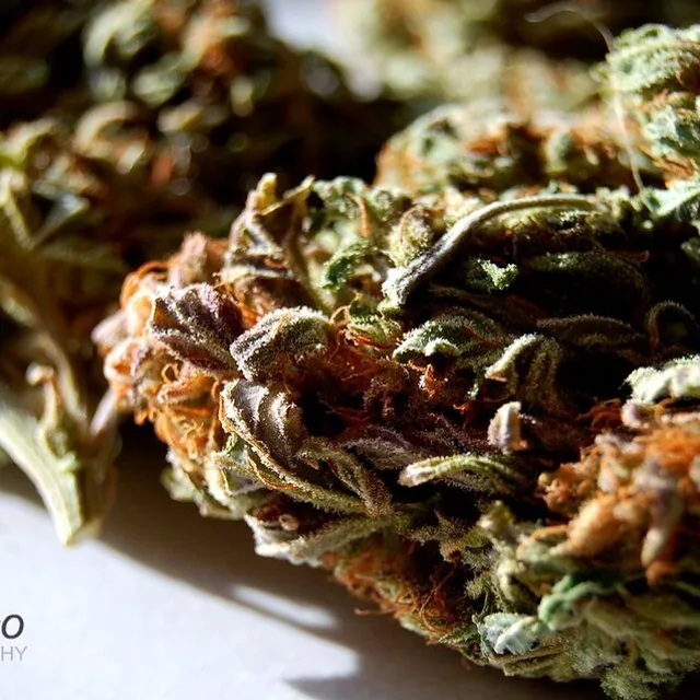 CBD-Blüten Purple Haze